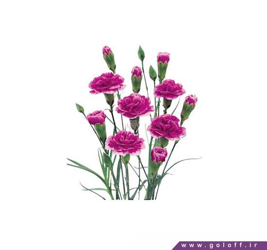 سفارش گل میخک مینیاتوری تسینو - Miniature Carnation | گل آف